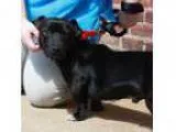 Adopt Oscar Isaac a Black Cardigan Welsh Corgi Terrier (Unknown