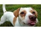 Adopt Nina a Jack Russell Terrier Dachshund
