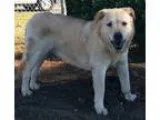 Adopt Sierra a TanYellowFawn Labrador Retriever  Mixed dog in Pe