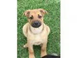 Adopt Booker - in Maine a Labrador Retriever