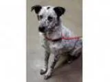 Adopt Donovan a Cattle Dog