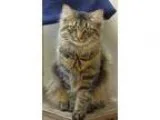 Adopt Curtis a Brown or Chocolate (Mostly) Domestic Longhair  Mi