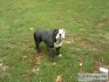 old English bulldogs sale adult and young male