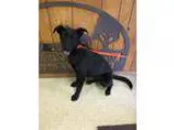 Adopt Rainey IN CT a Black Labrador Retriever  Mixed dog in East