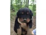 RottweilerMix Puppies for Sale