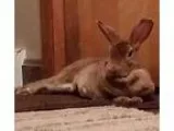 Adopt Chestnut a Mini Rex