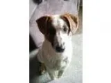 Adopt Bailey a Australian Shepherd Collie