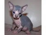 Heuristic Cute male female sphynx kittens