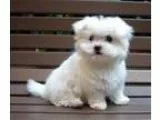 royal female baby white maltese puppy f