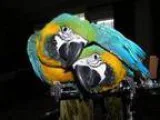 Jjshas blue and gold maca parrots countable