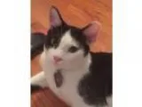 Adopt Pinto a Black and White or Tuxedo British Shorthair (mediu