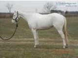 Registered Paint Gelding with lots of ridding experience and cla