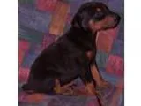 Doberman Pinschers Puppies Available