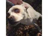 Adopt Desiree a White - with Tan Yellow or Fawn Boston Terrier  