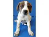 Adopt Chip (Oswego) a Australian Shepherd Labrador Retriever