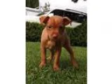 Adopt Ginger a Miniature Pinscher
