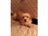 Adopt GiGi a TanYellowFawn Terrier (Unknown Type Small)  Poodle 