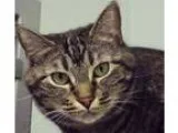 Adopt Izzy a Brown Tabby Domestic Shorthair (short coat) cat in 