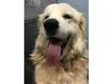 Adopt Cinnamon a Great Pyrenees
