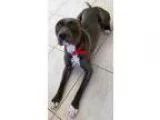 Adopt Shay a GrayBlueSilverSal t and Pepper American Pit Bull Te
