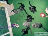Cats and Kittens for sale