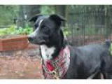 Adopt Roscoe a Carolina Dog Jack Russell Terrier (Parson Russell