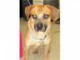 Adopt Tucker a Cattle Dog Shepherd