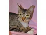 Adopt Momma (foster) a Brown Tabby Domestic Shorthair  Mixed (sh