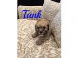 Adopt Tank a GrayBlueSilverSal t and Pepper Shih Tzu  Poodle (To