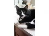 Adopt Vince a Domestic Short Hair-black and white