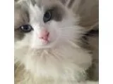 Adopt Taylor a Tan or Fawn Ragdoll  Mixed cat in Encinitas CA (1
