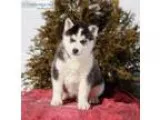 Super cute siberian husky puppies