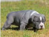 stunning pitbull puppies