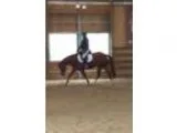 Big Beautiful Dressage Horse