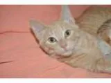 Adopt Cullen - Adoption Pending a Terrier