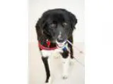 Adopt Stellah a Newfoundland Dog