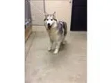 Adopt Cassie a Siberian Husky