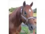 Deck of Stars Stud for sale