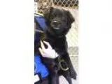 Adopt Tate a Black Spaniel (Unknown Type)  Pekingese  Mixed dog 