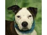 Adopt Tucker a Brindle - with White Pit Bull Terrier  Mixed dog 