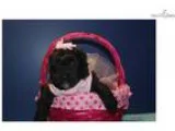 Olivia Black Chocolate Female CKC Shihpoo