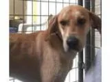 Adopt Marley a Hound Labrador Retriever