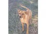 Adopt Max a Husky Shepherd