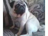 Amaranthine brown skin MFpug puppies