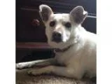 Adopt Rosie a White Cattle Dog  Pug  Mixed dog in Fort Collins C