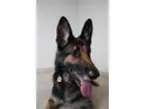 Adopt Annabelle D160570 NO LONGER ACCEPTING APPLICATION a Black 