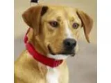 Adopt Kiko a Retriever Labrador Retriever