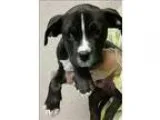 Adopt Groundhog a American Pit Bull Terrier  Mixed dog in Oaklan
