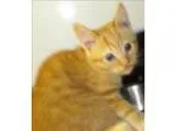 Adopt Pomegranate a Domestic Shorthair  Mixed cat in Escondido C