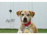 Adopt Clover a Husky Yellow Labrador Retriever